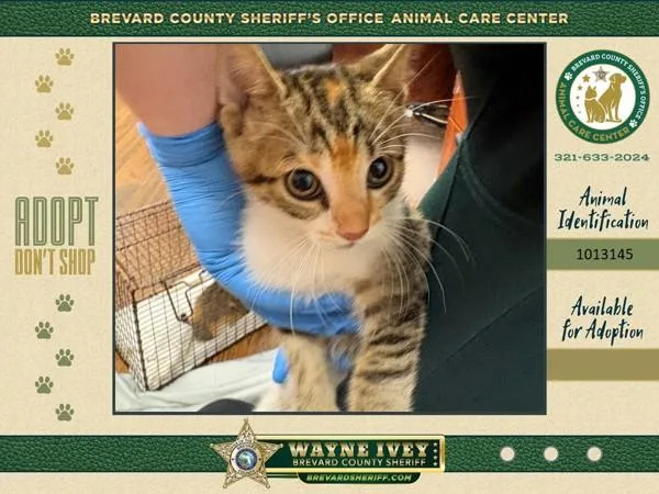 A baby small-sized female Domestic Short Hair cat named Stray for adoption in Melbourne, FL