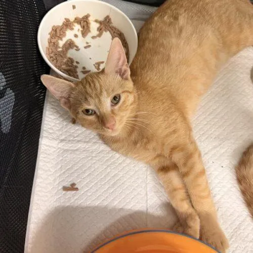 A baby small-sized male Tabby (Orange / Red) Domestic Short Hair cat named Papa Fritas for adoption in Tampa, FL