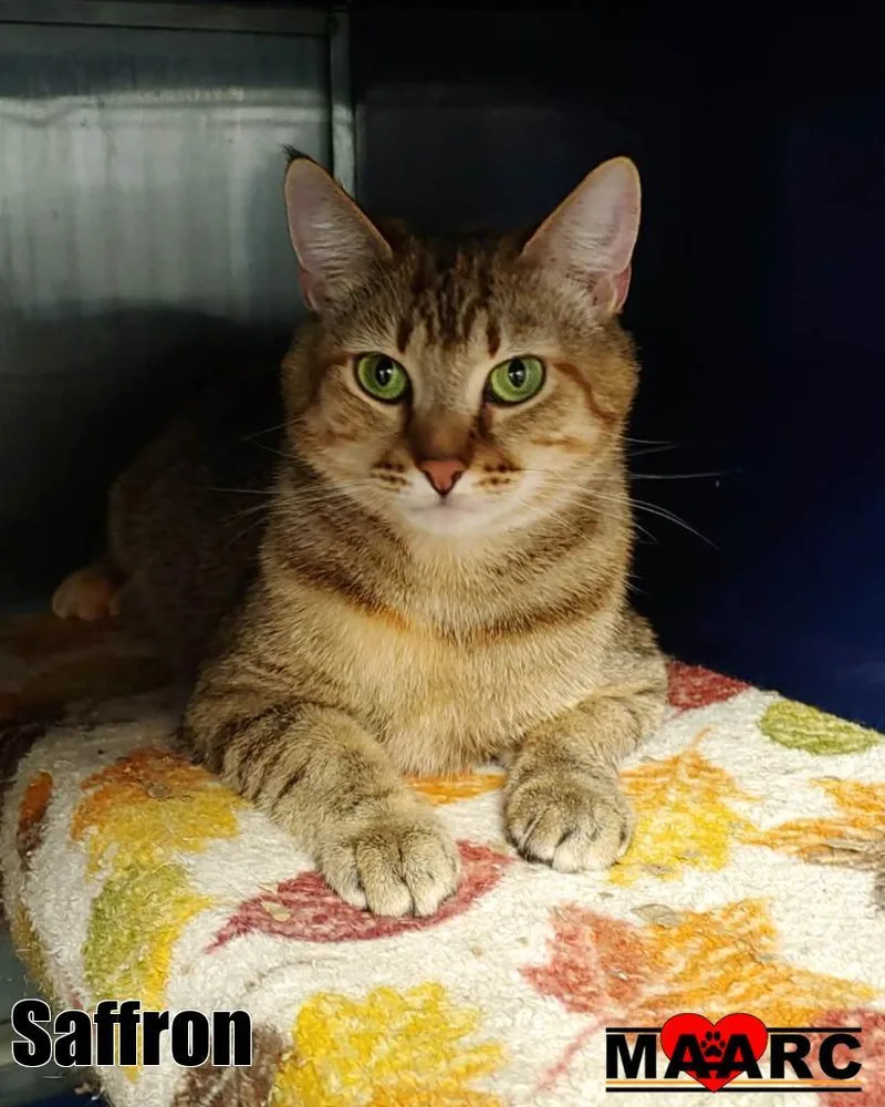 A young medium-sized female Domestic Short Hair cat named Saffron for adoption in Maryville, TN