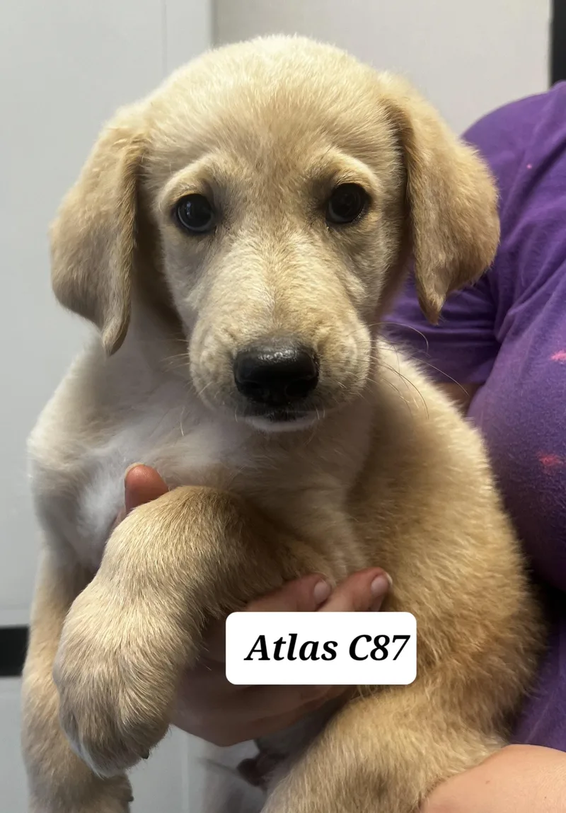Atlas