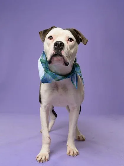 An adult large-sized female Mixed Breed dog named Saver for adoption in Atlanta, GA