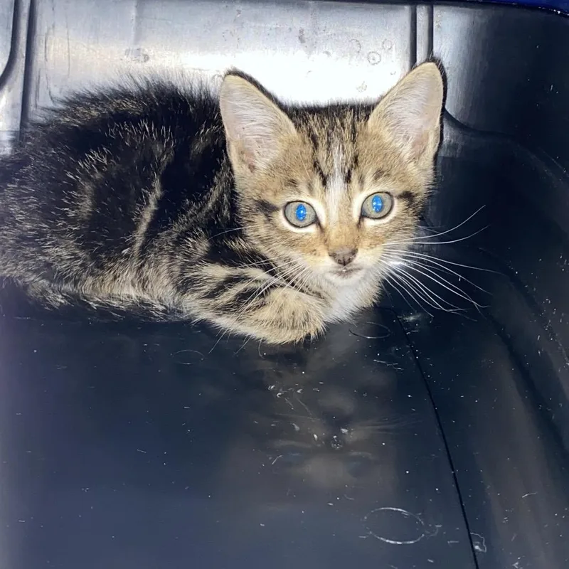A baby small-sized male Torbie Domestic Short Hair cat named Toby for adoption in San Antonio, TX