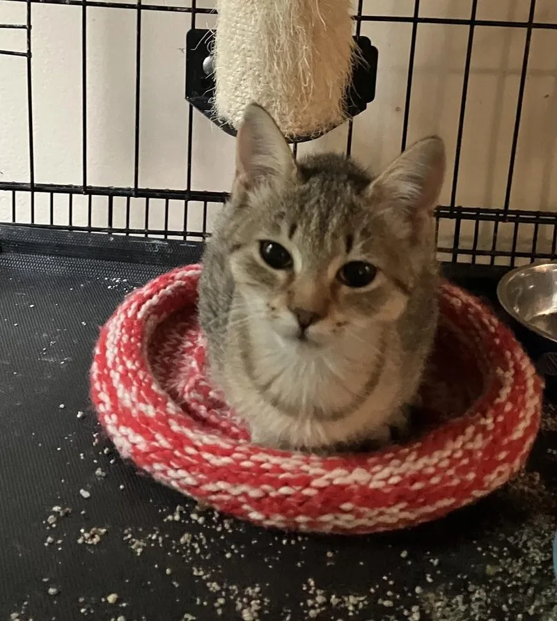 A baby small-sized female Domestic Short Hair cat named Georgette  ET for adoption in Greenville, SC
