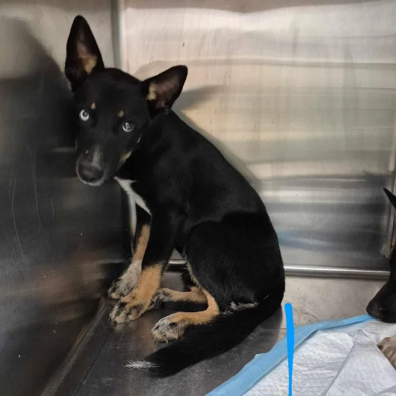 A baby small-sized female Black Australian Kelpie dog named Zara for adoption in Bastrop, TX