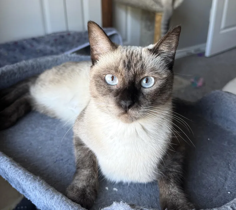 An adult medium-sized female Siamese cat named Cece for adoption in Bentonville, AR