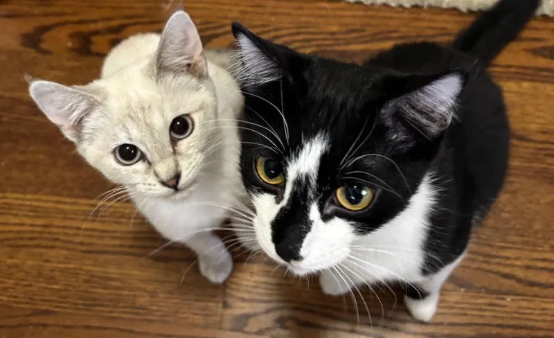 Winston And Sophie thumbnail 2