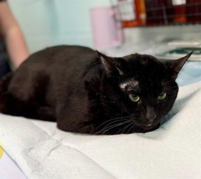 An adult large-sized male Black Domestic Short Hair cat named Shiloh for adoption in Tavares, FL