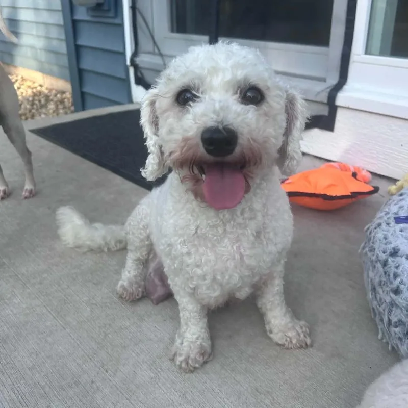 An adult small-sized female Bichon Frise dog named Vera for adoption in DeKalb, IL