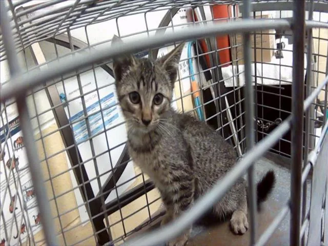 A baby small-sized female Domestic Short Hair cat named Windy for adoption in Tulsa, OK