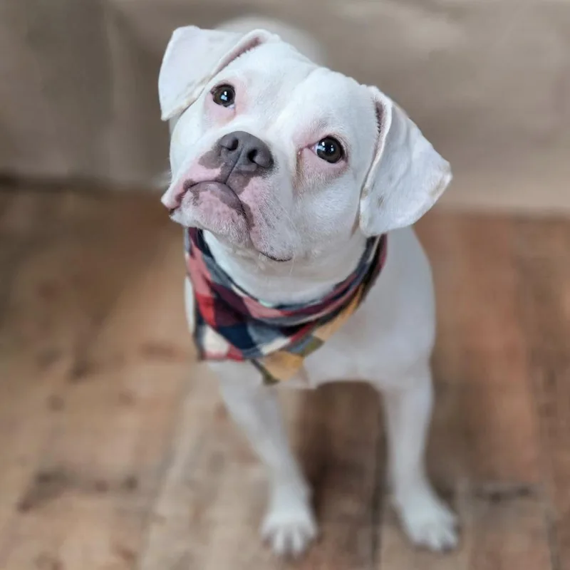 An adult medium-sized male White / Cream Pug dog named Cotton Ball for adoption in East Saint Louis, IL