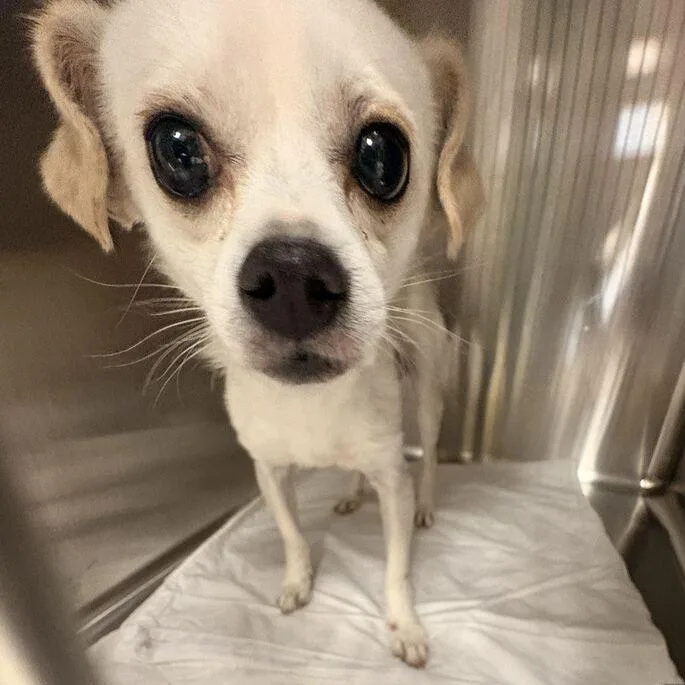 An adult small-sized male White / Cream Mixed Breed dog named The Flying Dutchman for adoption in Davenport, IA