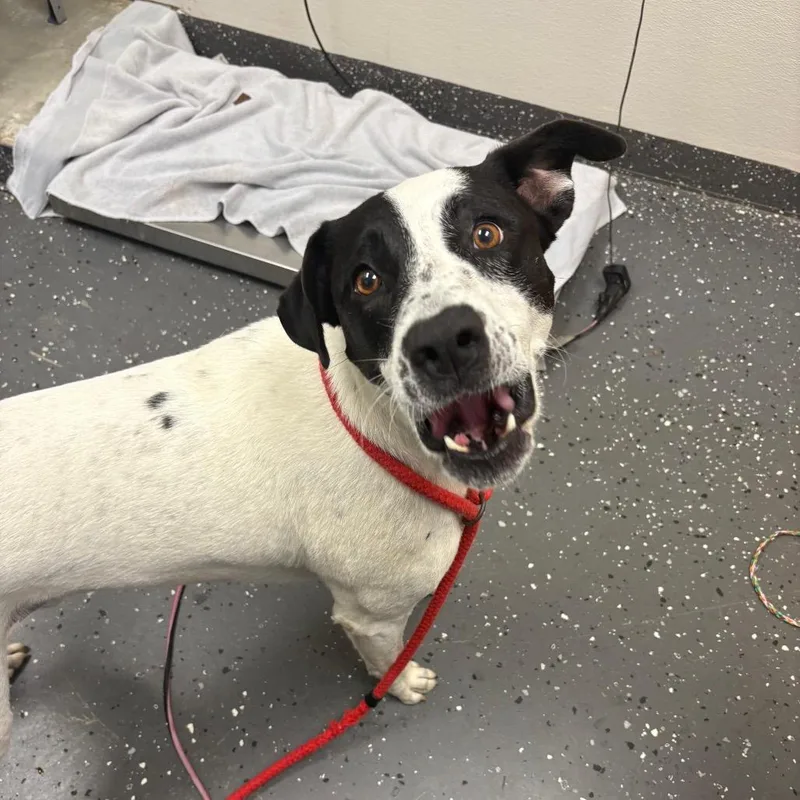 An adult large-sized male White / Cream Mixed Breed dog named Cooper for adoption in Columbiana, AL
