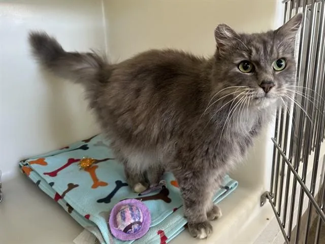 An adult small-sized female Domestic Long Hair cat named Bernice for adoption in McKinleyville, CA