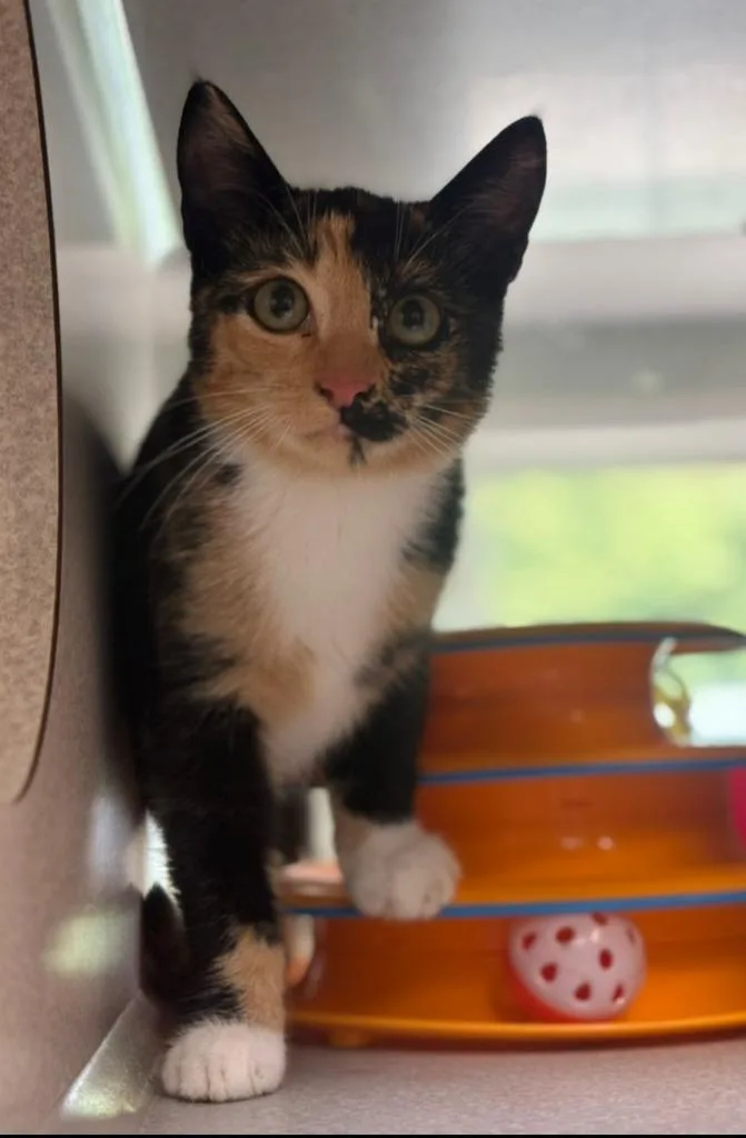 A baby large-sized female Domestic Short Hair cat named Harmonica for adoption in Viroqua, WI