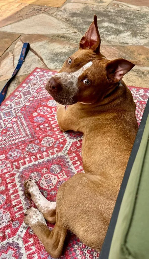 A young medium-sized male Staffordshire Bull Terrier dog named Percy for adoption in Newnan, GA