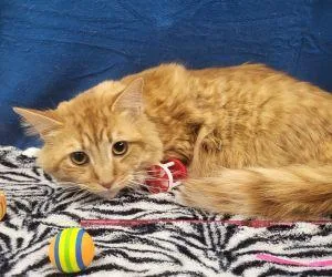 An adult medium-sized male Domestic Long Hair cat named Willy for adoption in Bucyrus, OH