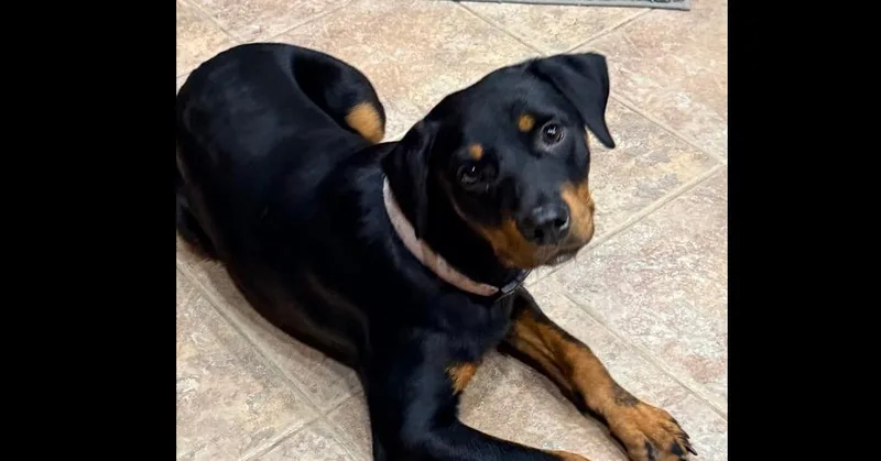 A baby small-sized female Brown / Chocolate Rottweiler dog named Maggy for adoption in Gilbert, AZ