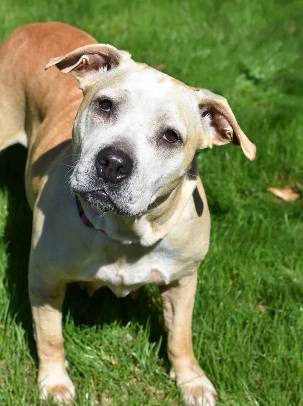 Kali