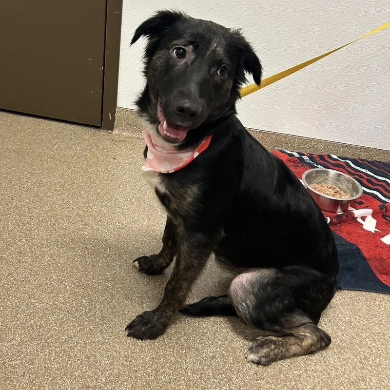 An adult medium-sized female Black Shepherd dog named Lilac for adoption in League City, TX
