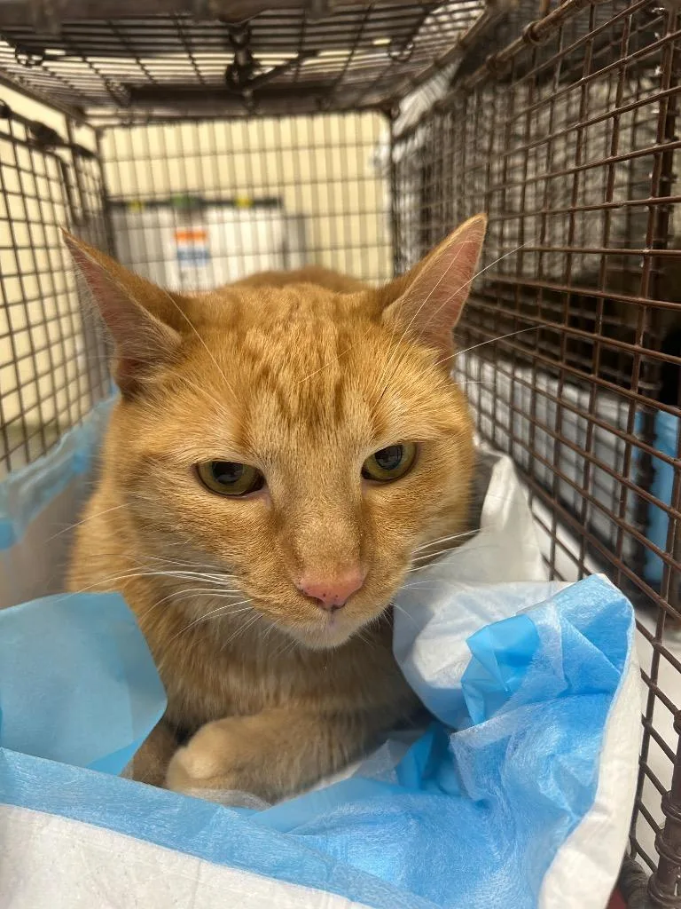 Mr. Orange
