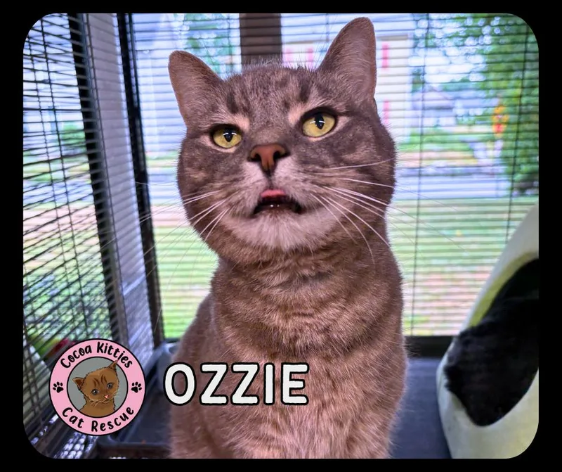 Ozzie