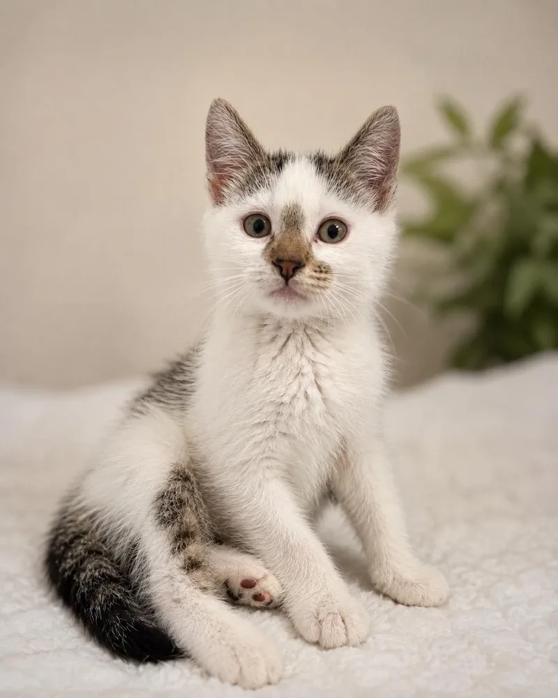 A baby small-sized male Domestic Short Hair cat named Crawler for adoption in Ewing, NJ