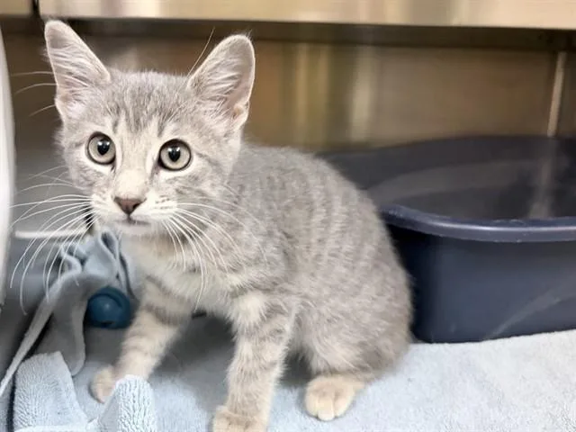 A baby small-sized female Domestic Short Hair cat named Giulianna for adoption in Ames, IA