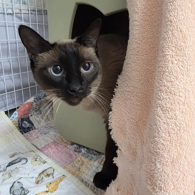 An adult medium-sized female Siamese cat named Laverne for adoption in Oshkosh, WI