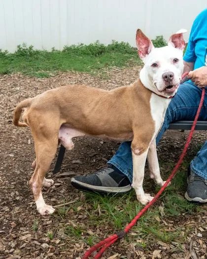 An adult medium-sized male Mixed Breed dog named Nelson for adoption in Chamblee, GA