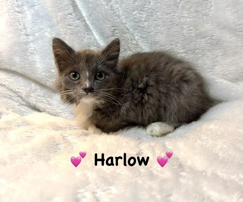 A baby medium-sized female Gray & White Domestic Long Hair cat named Harlow for adoption in Copley, OH