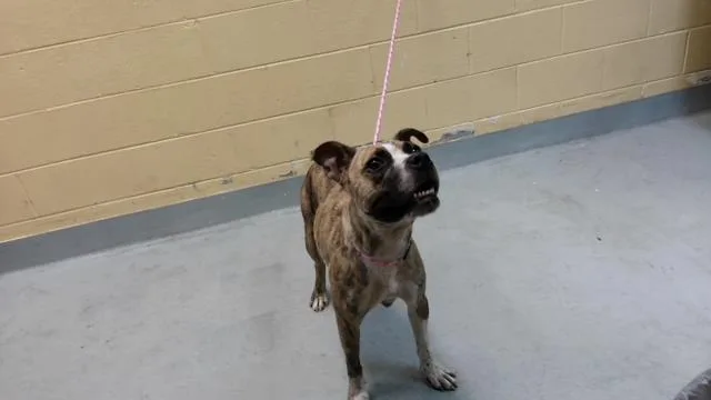 A young large-sized female Pit Bull Terrier dog named Sassy for adoption in Tulsa, OK