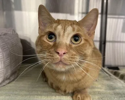 Pepsi Cola thumbnail 2