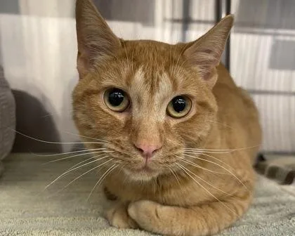 Pepsi Cola thumbnail 3