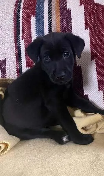 A baby small-sized male Mixed Breed dog named Nigel Jensen for adoption in Milton, DE