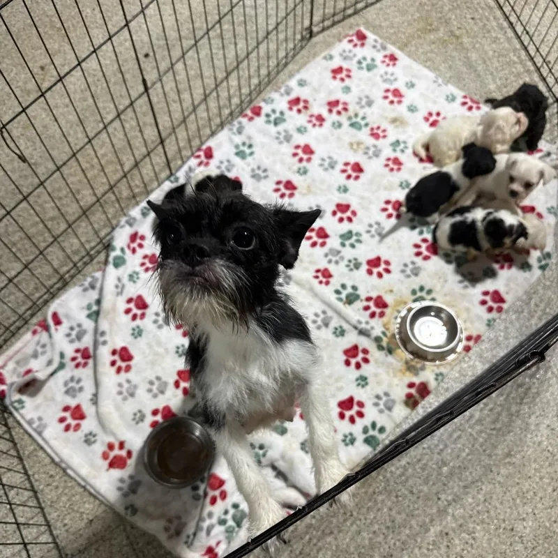 An adult small-sized female Black Jack Russell Terrier dog named Phyllis for adoption in West Chester, PA