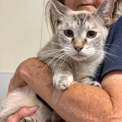 A young medium-sized female Buff / Tan / Fawn Domestic Short Hair cat named Ashley for adoption in Fernandina Beach, FL