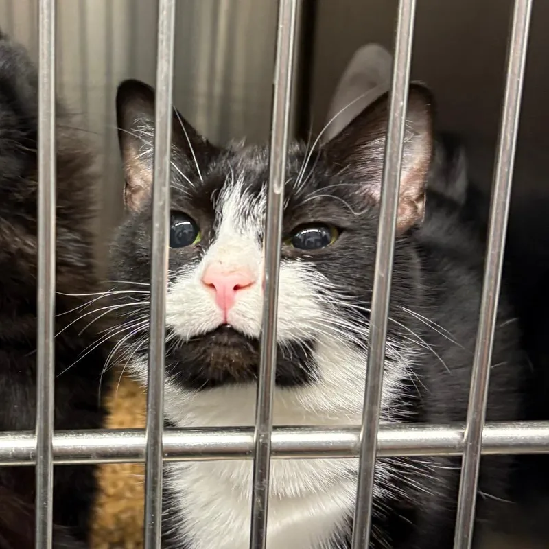 A young medium-sized female Black Domestic Short Hair cat named Lita for adoption in Morganton, NC