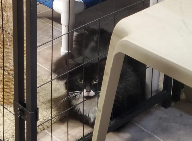 Oreo