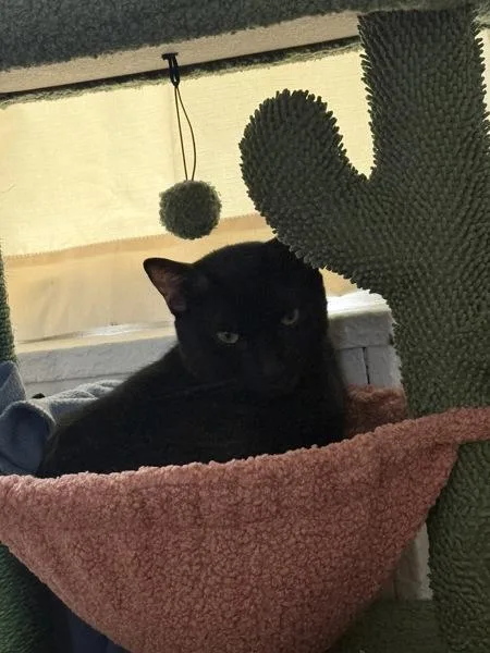 A young medium-sized male Domestic Short Hair cat named Eduardo for adoption in Ridgewood, NY