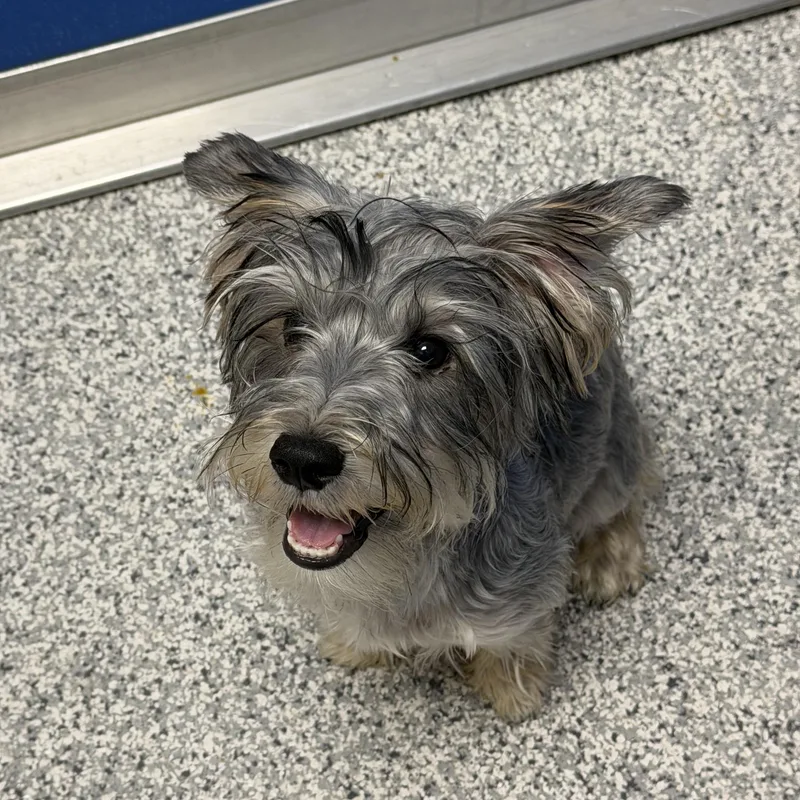 A young small-sized male Miniature Schnauzer dog named Paco & Taco for adoption in Hood River, OR