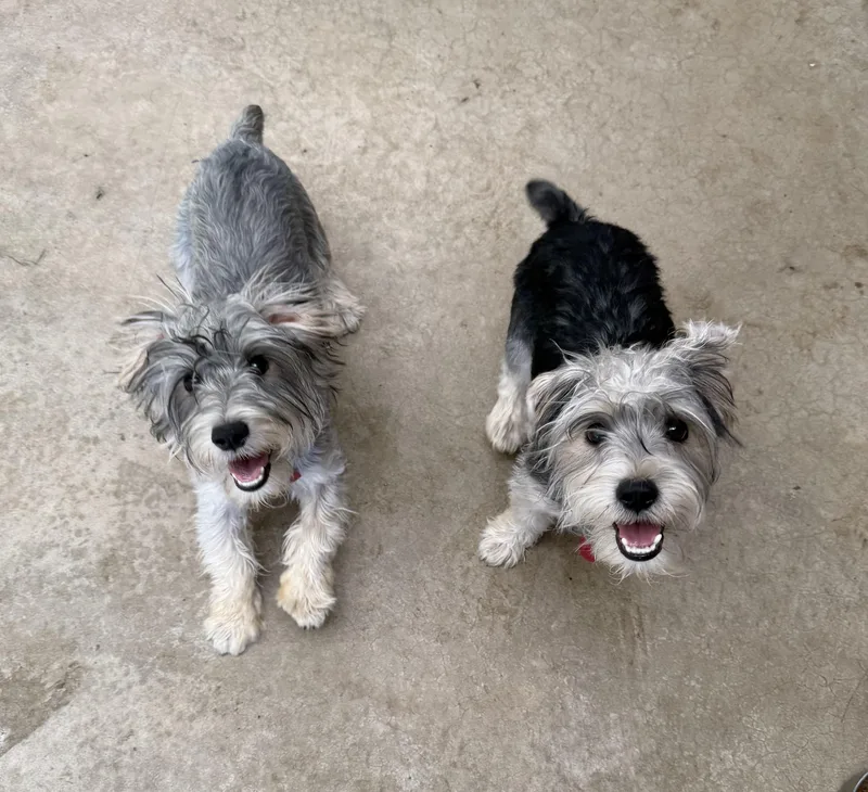 Paco & Taco thumbnail 2