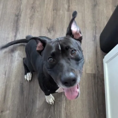 A young medium-sized female Black Mixed Breed dog named Layla for adoption in Glendale, AZ