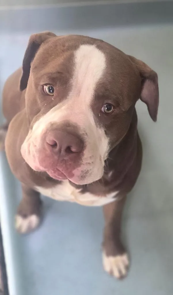 An adult large-sized male Mixed Breed dog named Kota for adoption in Cartersville , GA