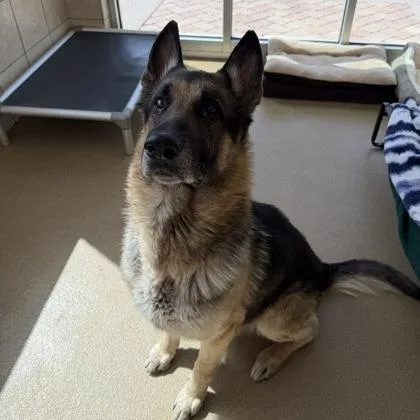 An adult extra large-sized male German Shepherd Dog dog named Gunner for adoption in Farmers Branch, TX