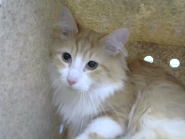 A young medium-sized female Domestic Long Hair cat named Niki for adoption in Albuquerque, NM