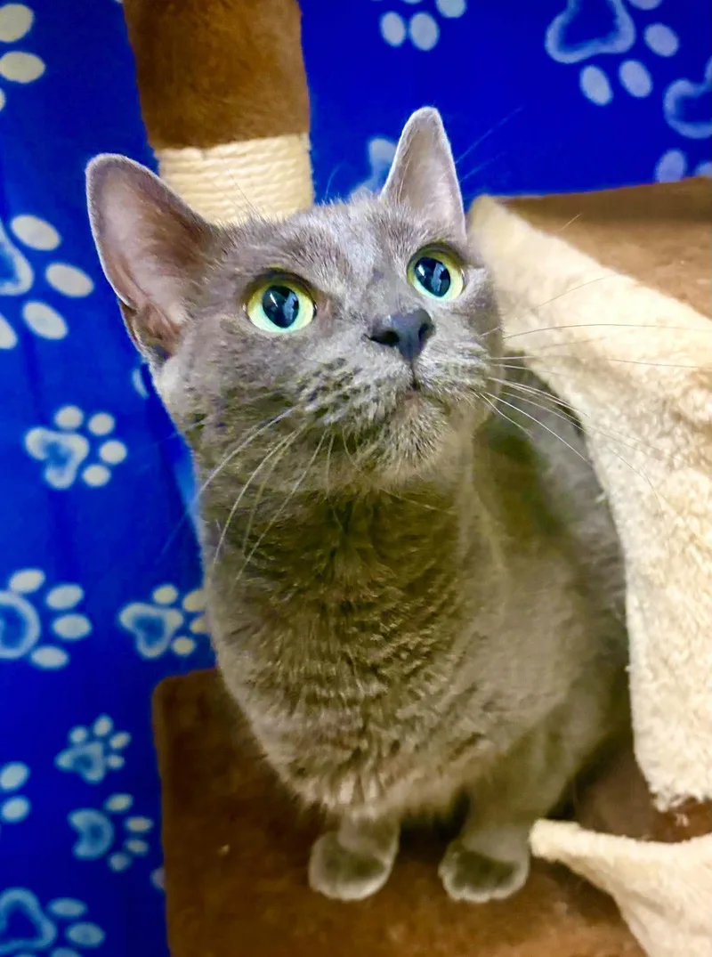 A young medium-sized female Russian Blue cat named Hannah bonded with for adoption in Philadelphia, PA