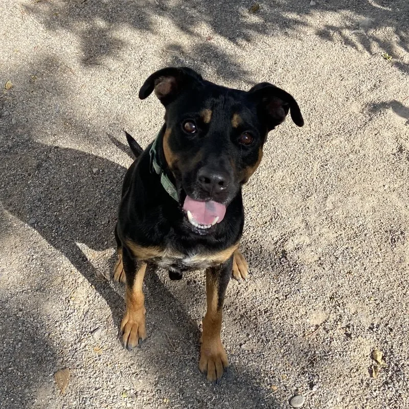 An adult medium-sized male Rottweiler dog named Jagger for adoption in Albuquerque, NM