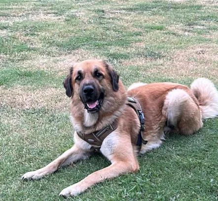 An adult large-sized male Anatolian Shepherd dog named Kenji for adoption in McKinney, TX