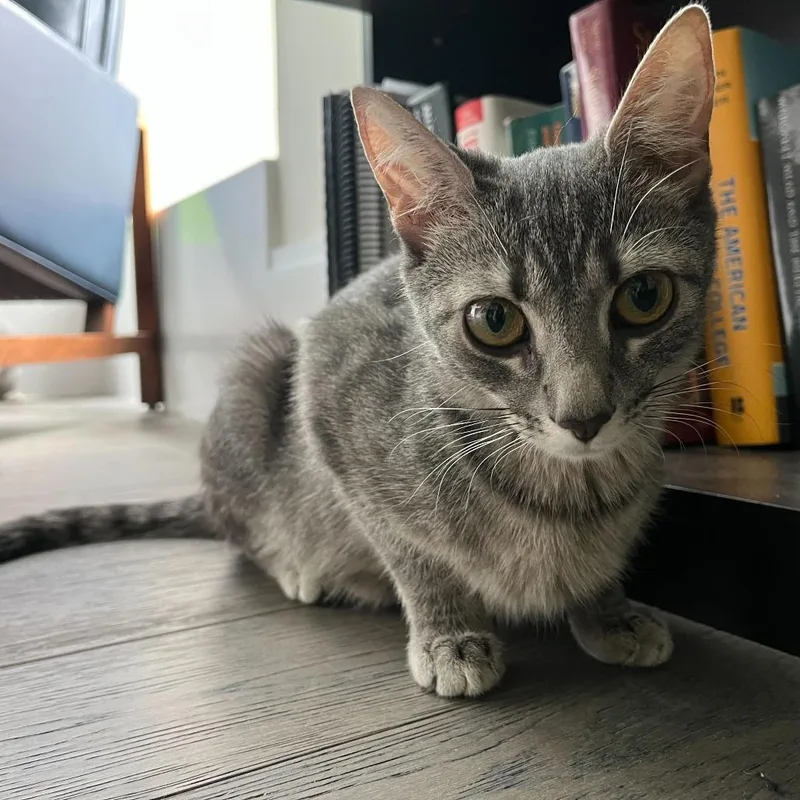 A young medium-sized female Gray / Blue / Silver Domestic Short Hair cat named Petrova Line for adoption in New York, NY
