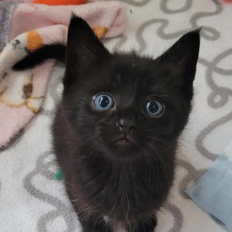 A baby small-sized male Black Domestic Short Hair cat named Ornament for adoption in West Palm Beach, FL